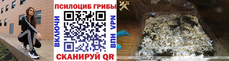 мега онион  Бородино  Псилоцибиновые грибы Psilocybe 